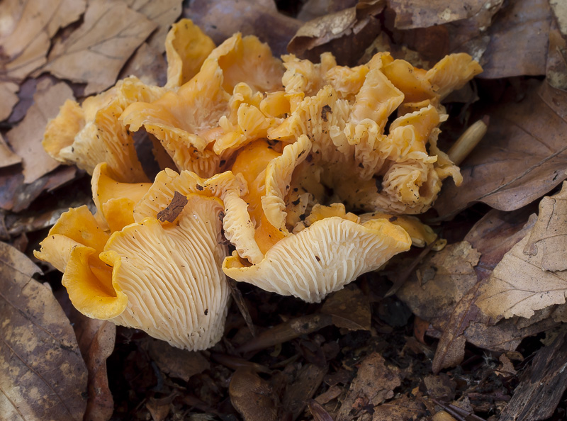 Cantharellus friesii